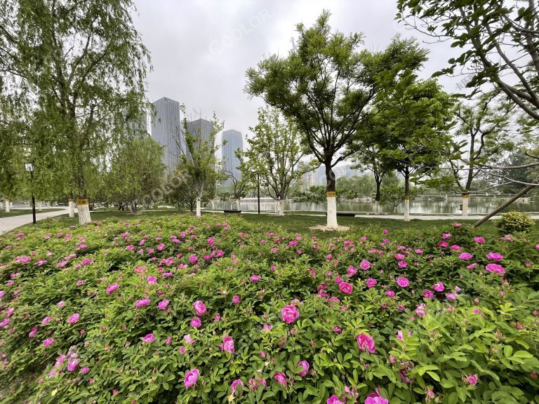 西海子公园的玫瑰花，北京城市副中心生态环境